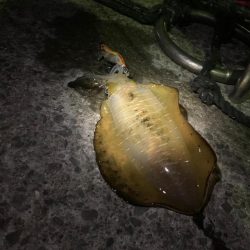 久しぶりのエギング