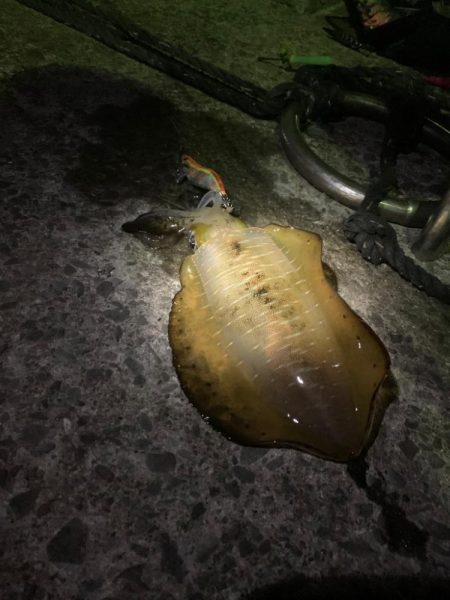 久しぶりのエギング