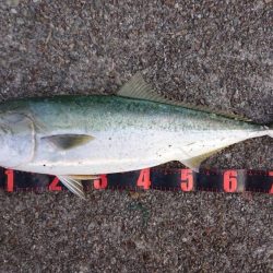 今期初青物が初ブリサイズ