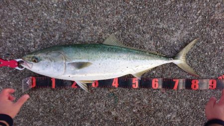 今期初青物が初ブリサイズ