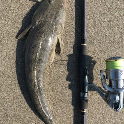 久しぶりのマゴチ