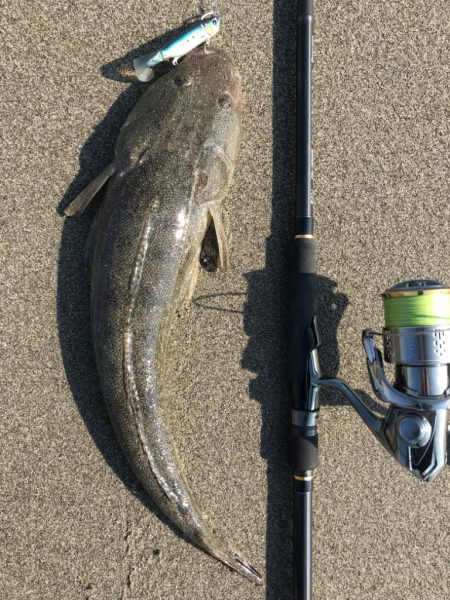 久しぶりのマゴチ