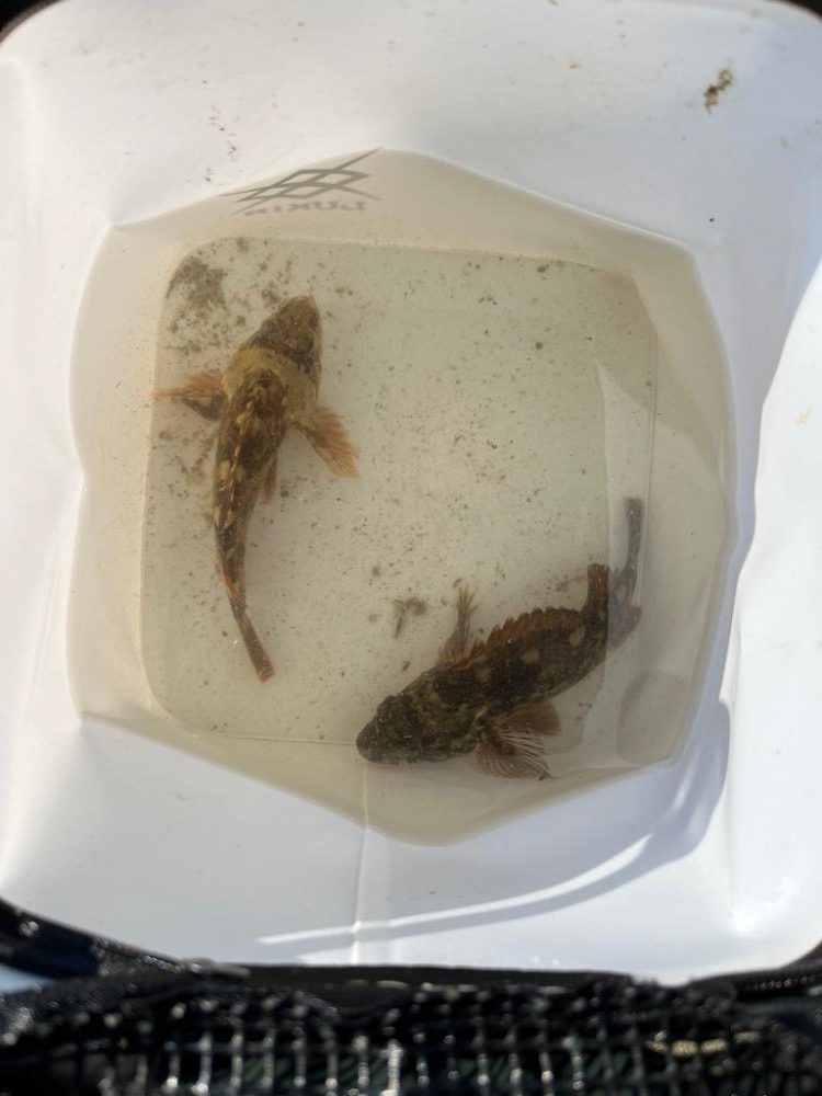 サバはサイズアップ