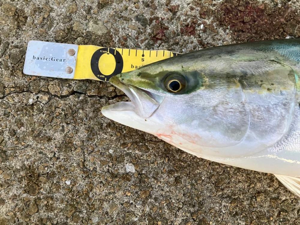 @未熟なファイトの代償