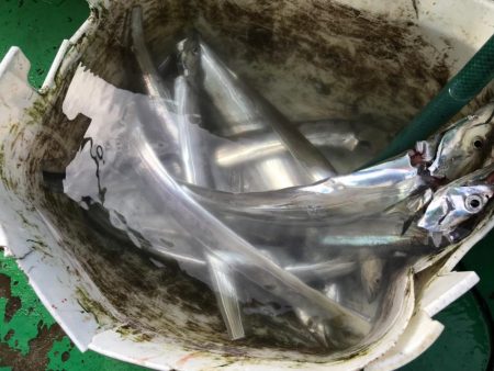 タチウオ最強王チャレンジカップ