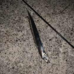 今年の初タチウオ