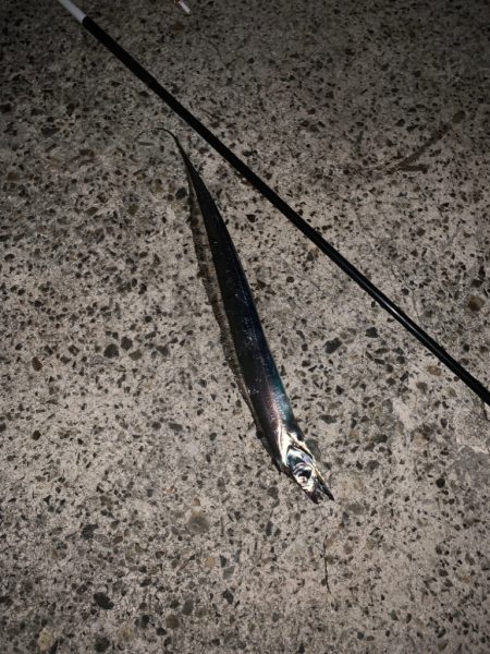 今年の初タチウオ