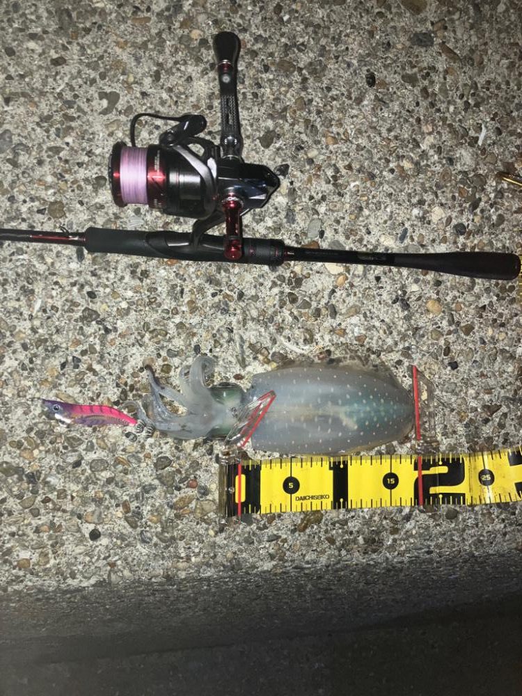 アオリイカの型良くなってきました＼(^o^)／