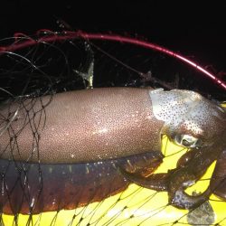 アオアオリーいかは裏切らない！