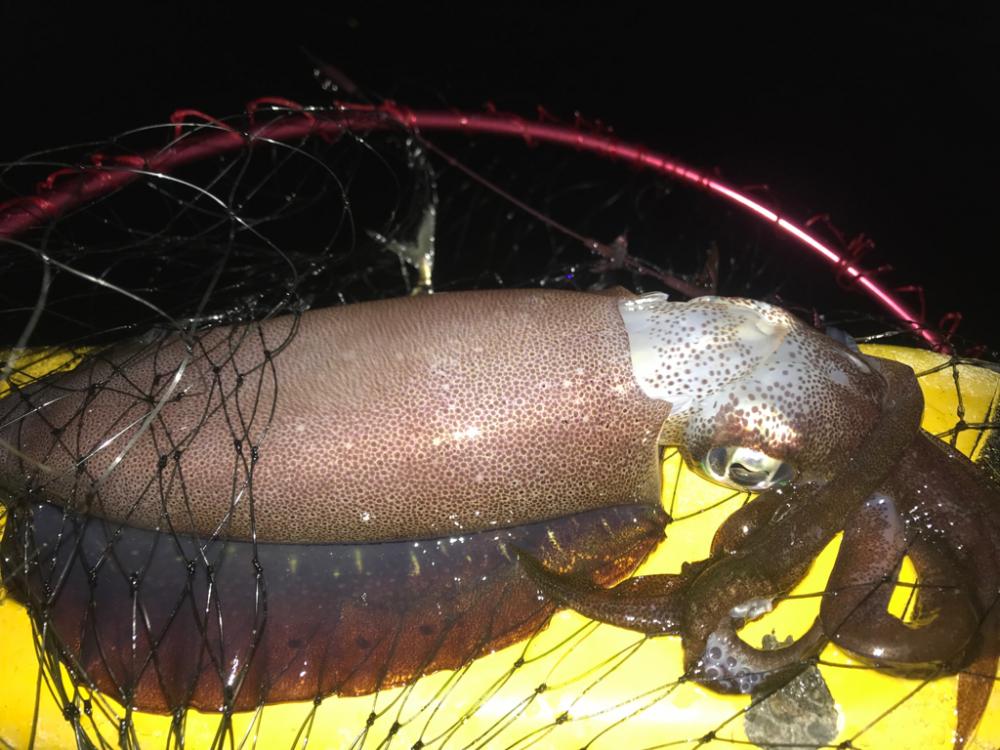 アオアオリーいかは裏切らない!