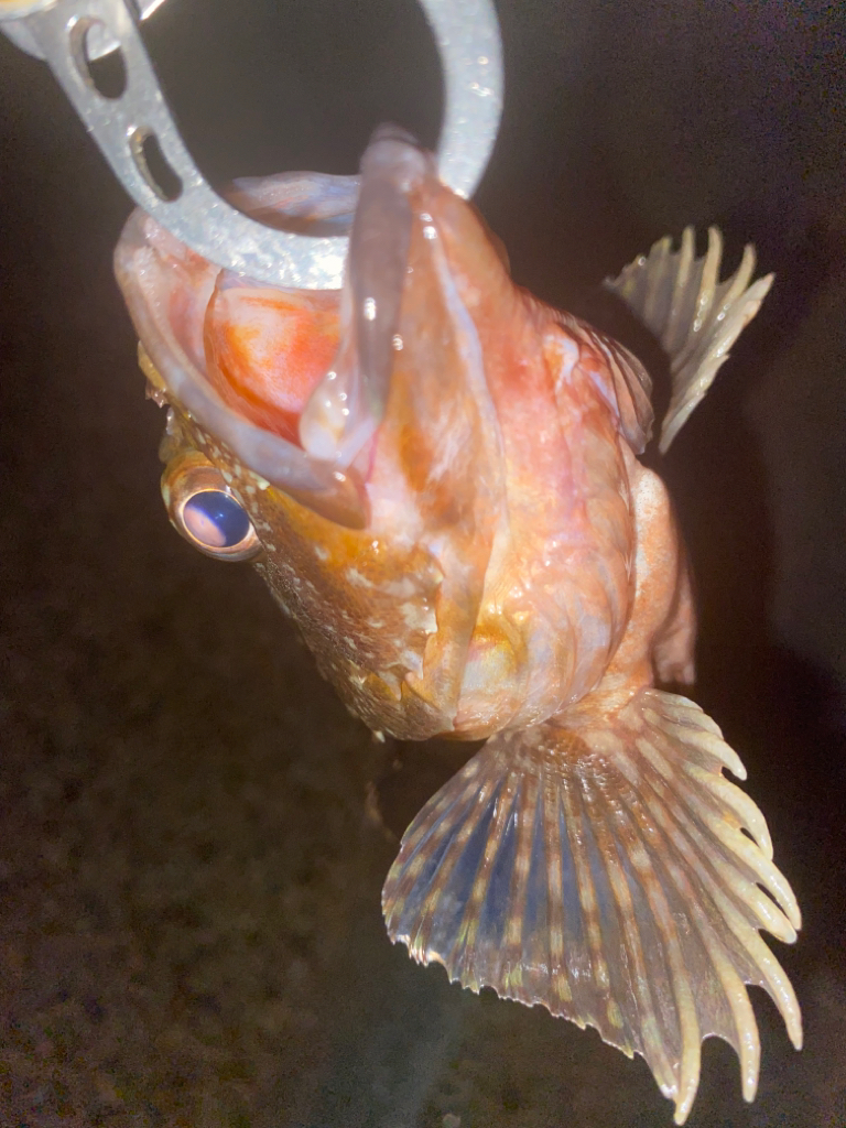 ガシラってきました