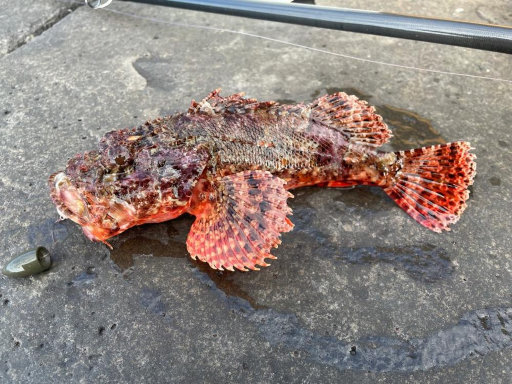 地磯青物-根魚釣行