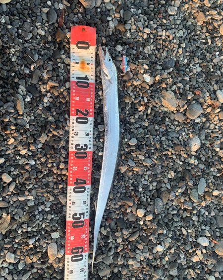 サーフで太刀魚！