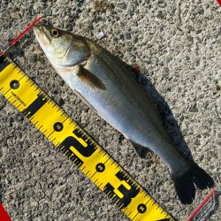 久しぶりのハネ