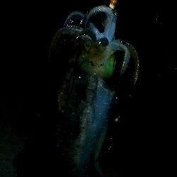 隠岐島嵐の後に餌木蔵ベイトフェザー！