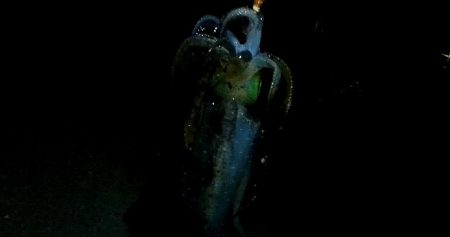 隠岐島嵐の後に餌木蔵ベイトフェザー！