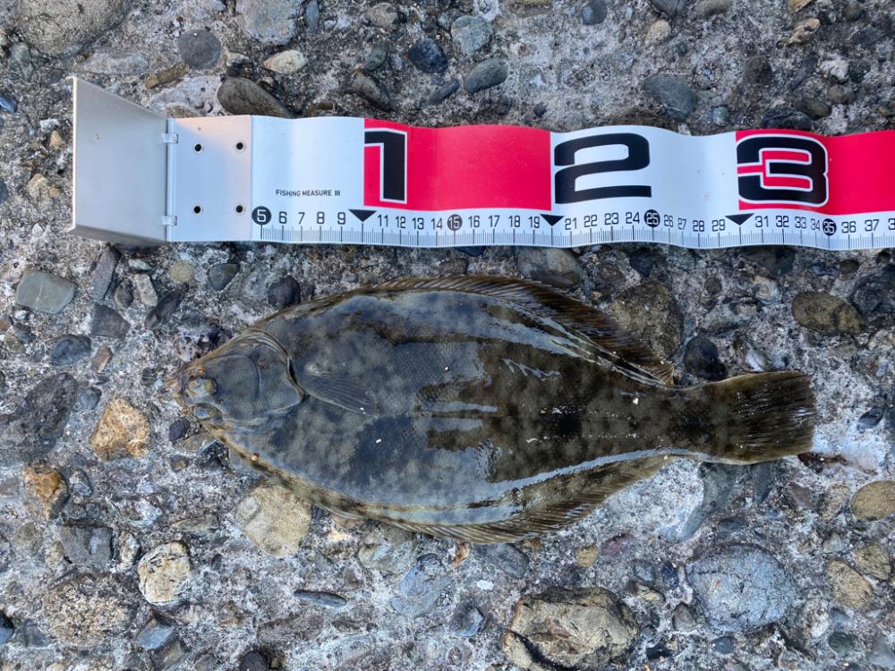 大阪最南端の落ちギス狙い