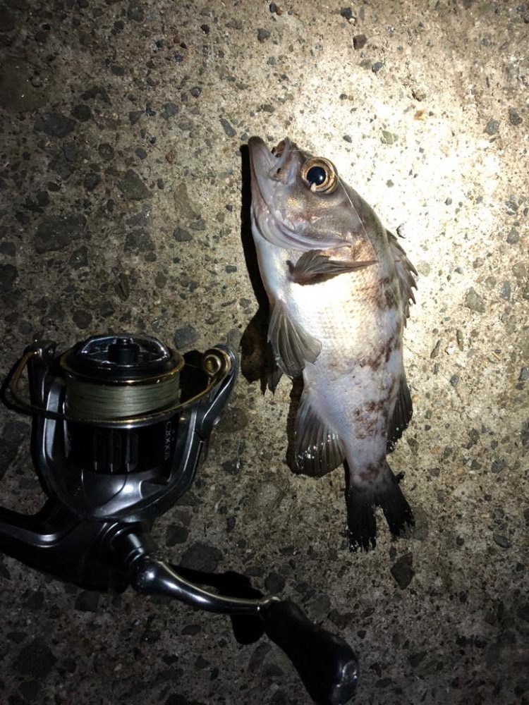 豆アジングはやめられない