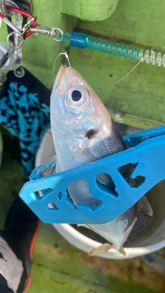 マルイカ竿にて