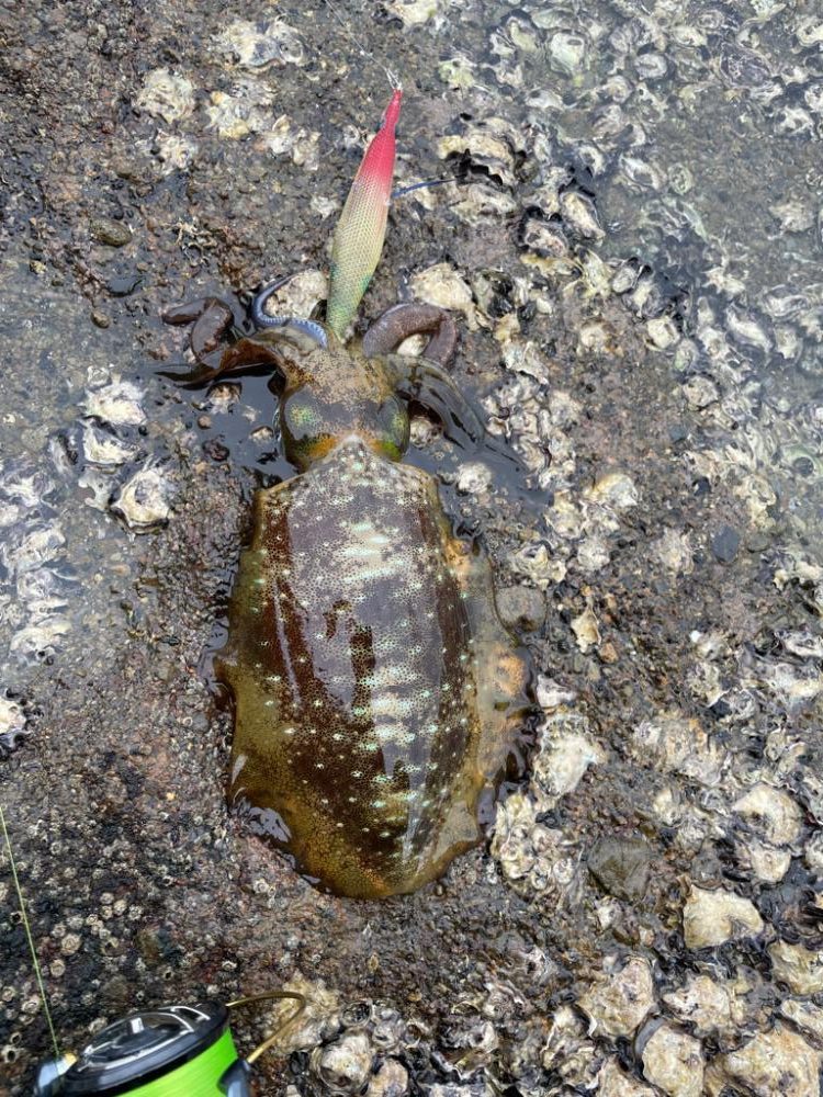 秋イカラッシュ!