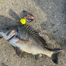 近場でチヌ釣り