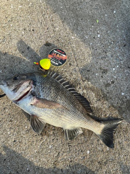 近場でチヌ釣り