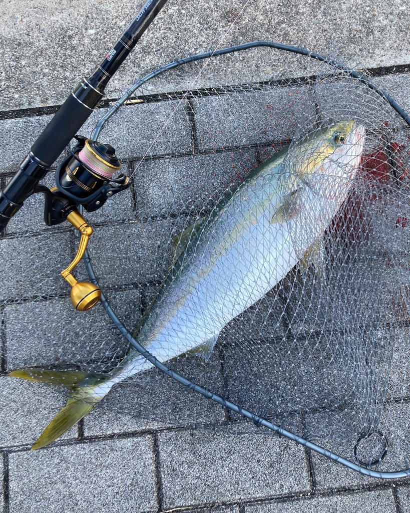 時合まにあわず。ギリメジロ65cm。。。