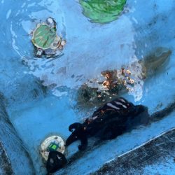 今季シーズン初の泥障烏賊に