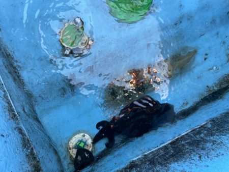 今季シーズン初の泥障烏賊に