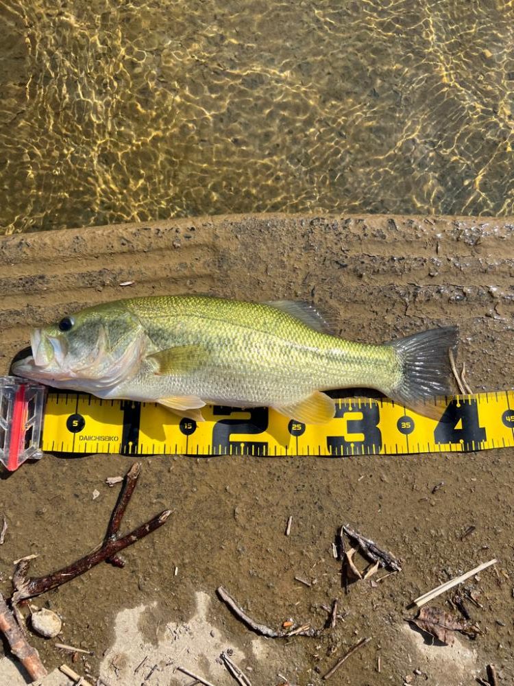 久しぶりの大隅湖🐟