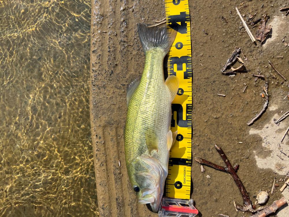 久しぶりの大隅湖🐟