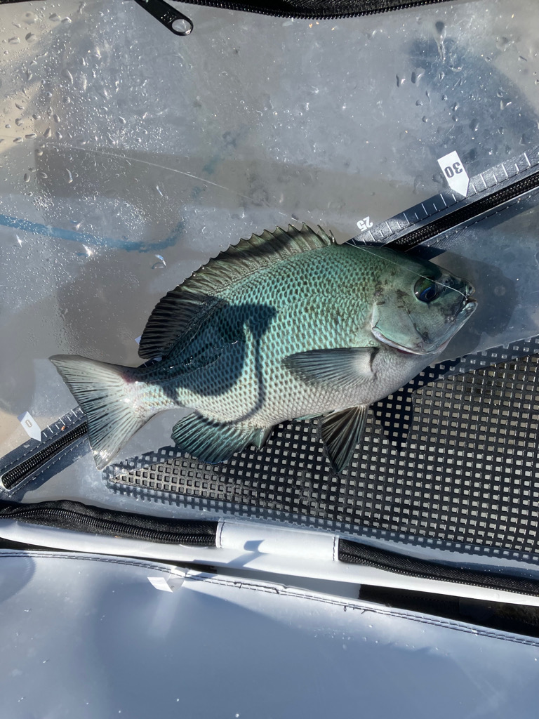 テトラからフカセ釣り