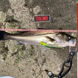 やっぱり影武者釣れる