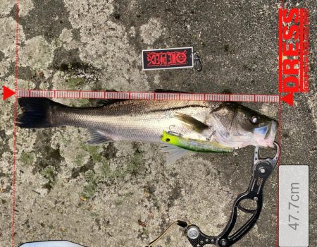 やっぱり影武者釣れる