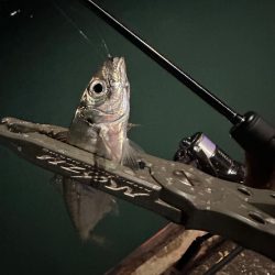 気難しいお豆ちゃん