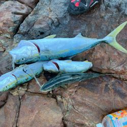 お鍋の季節がやってきました〜。今夜はぶりし…