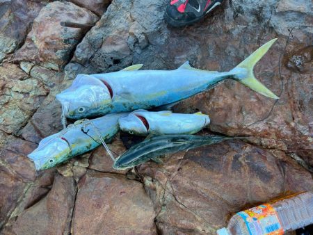 お鍋の季節がやってきました〜。今夜はぶりし…