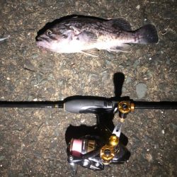 近所の漁港の定期調査