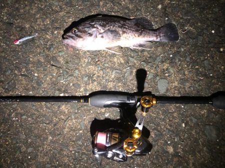 近所の漁港の定期調査