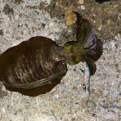 アオリ&コウイカ