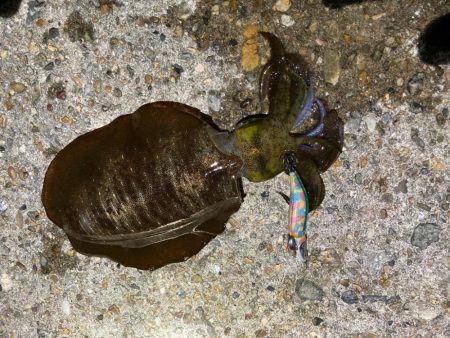 アオリ&コウイカ