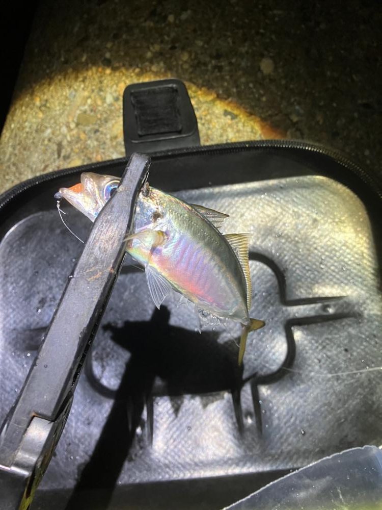 アジング楽しい(^。^)