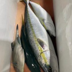 青物タテ釣り
