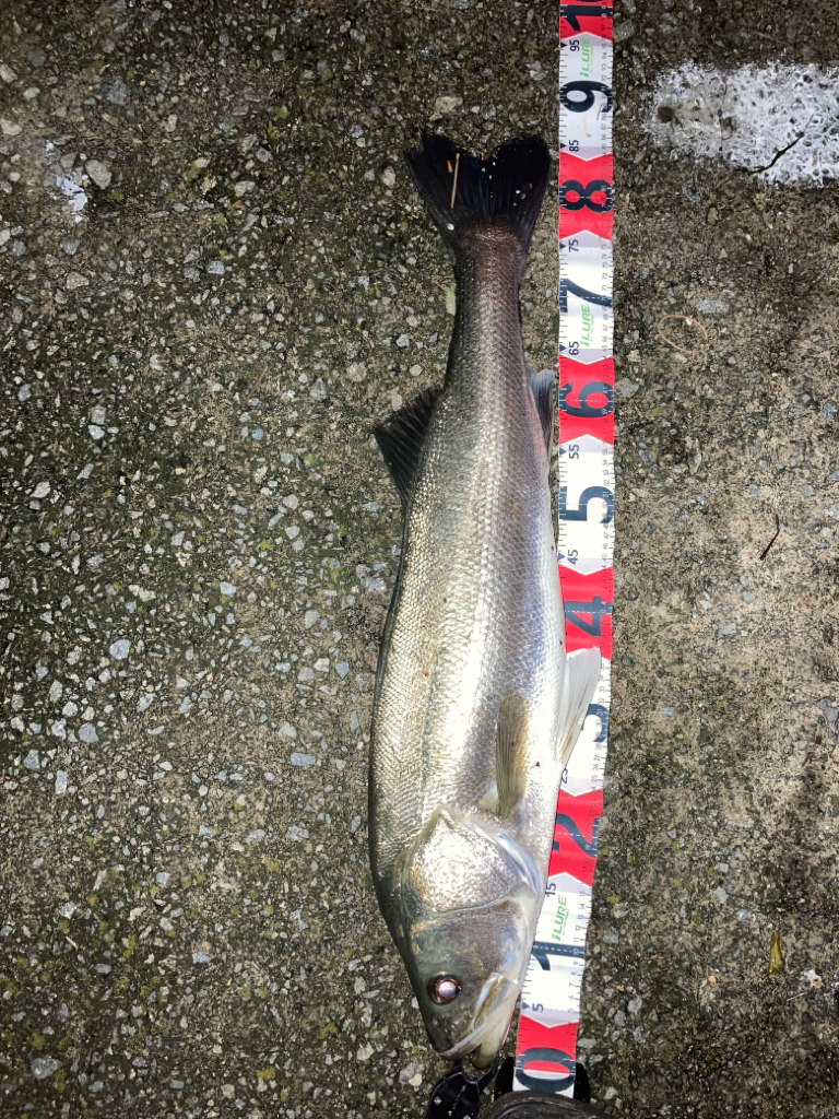 大和川ランカーシーバス