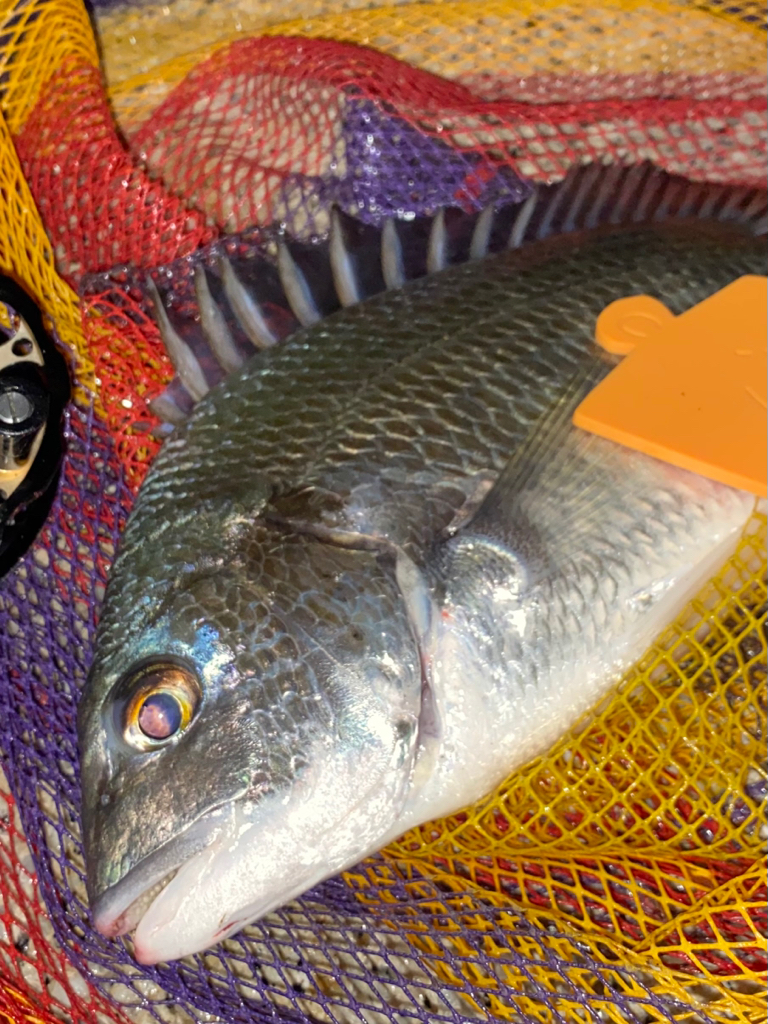 ヘチってきました