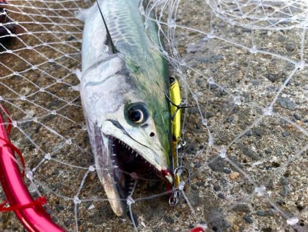 マキマキバイブでサゴシリベンジにゃ!