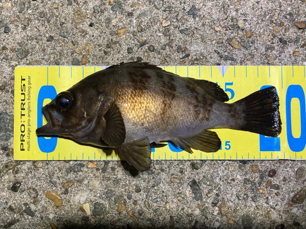 ライトゲーム明石周辺