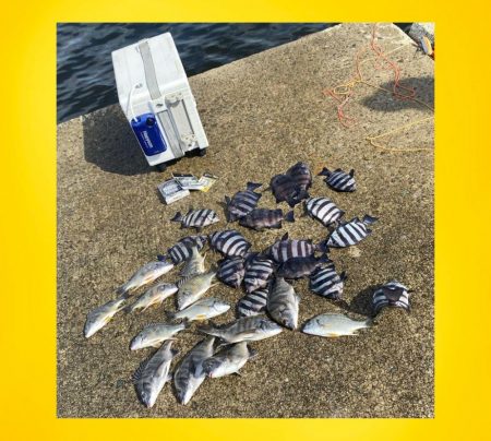 季節の流れの中でサンバソウ