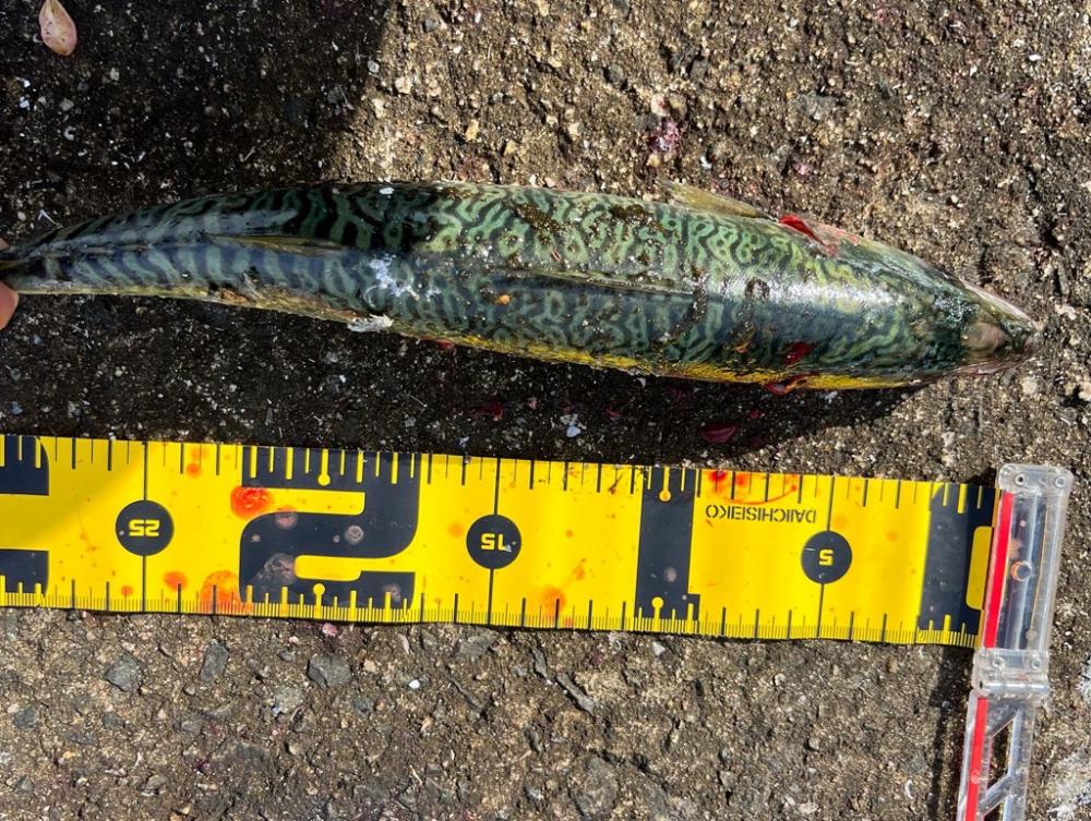 ショアジギング坊主回避