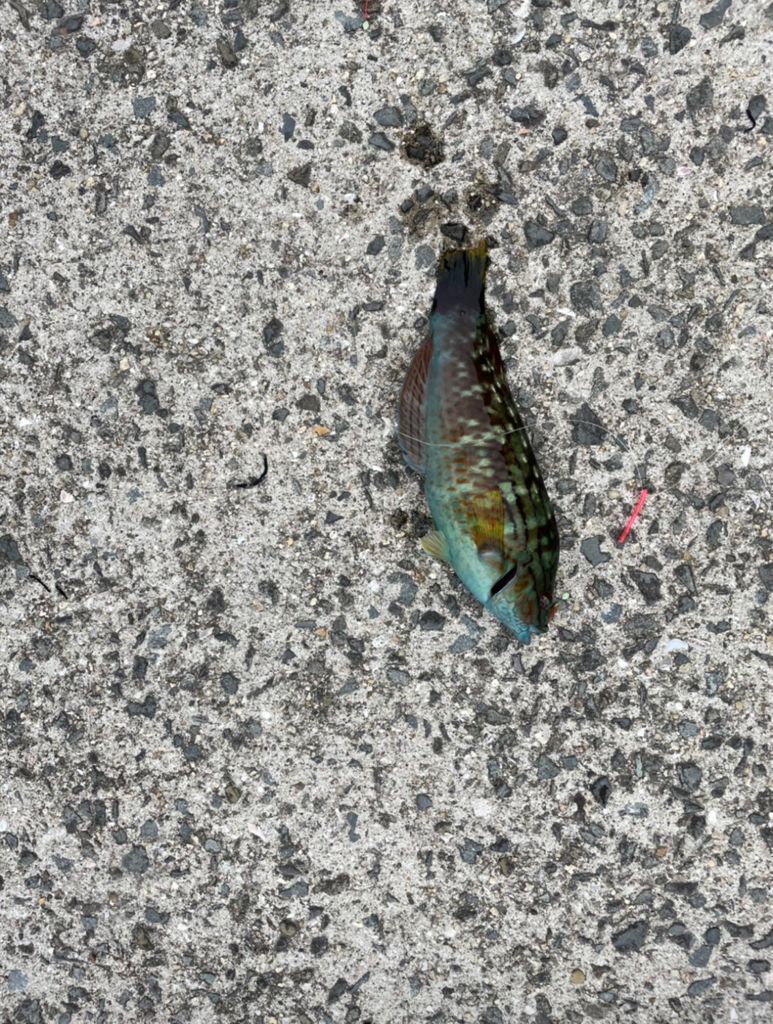 久しぶりのキス釣り